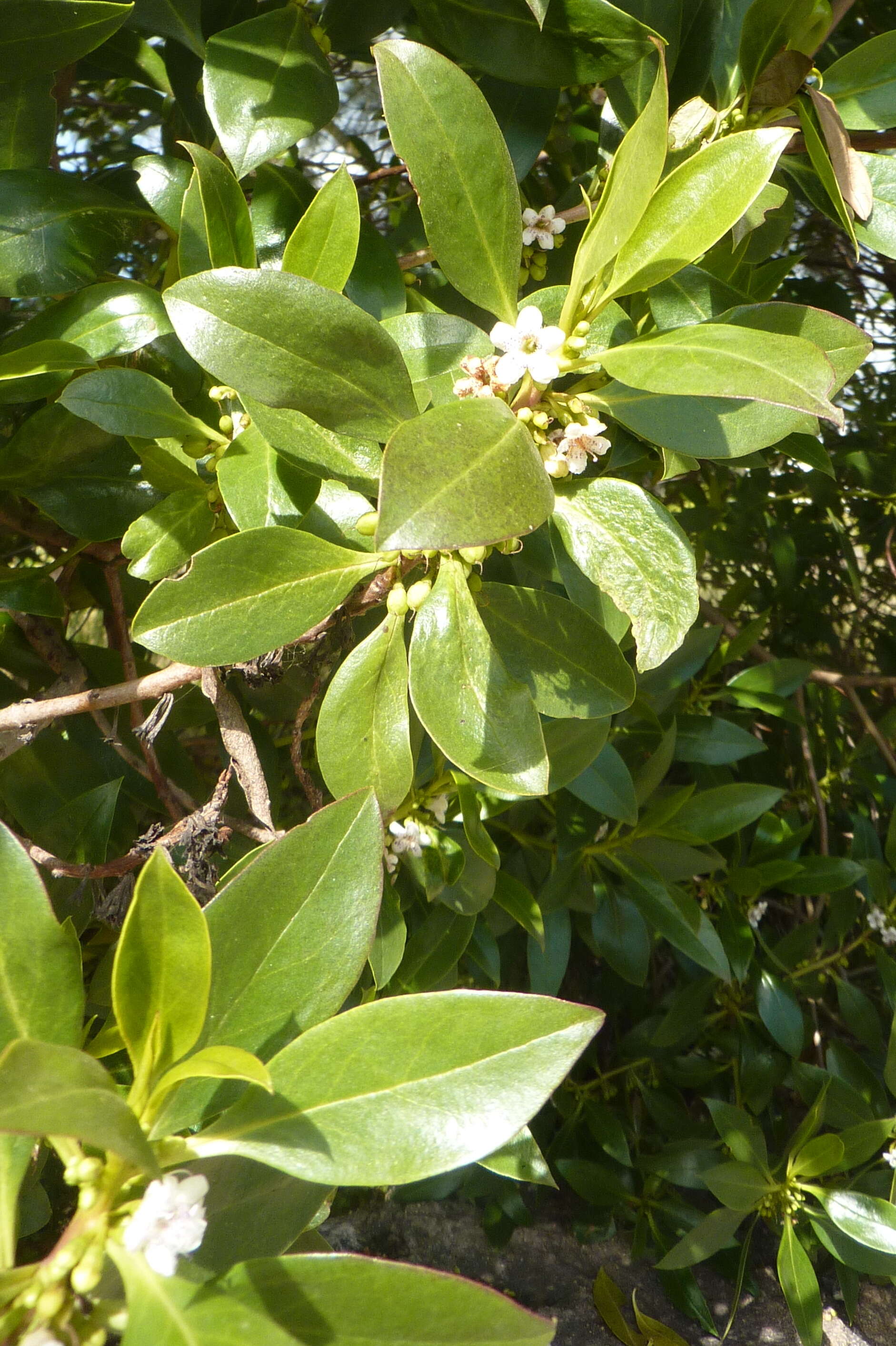 Image of myoporum