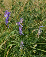 Image of bird vetch