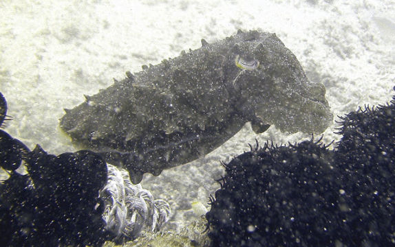 18.https www inaturalist org photos 3057383.580x360