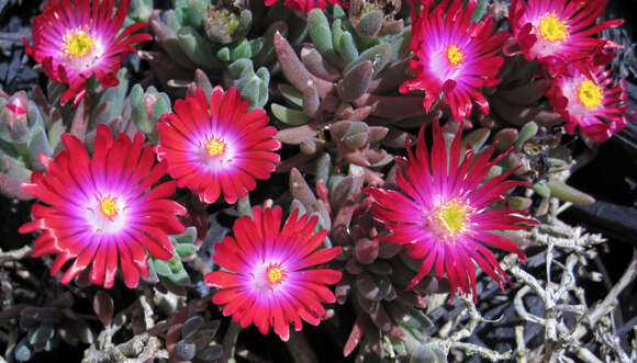 Image of delosperma