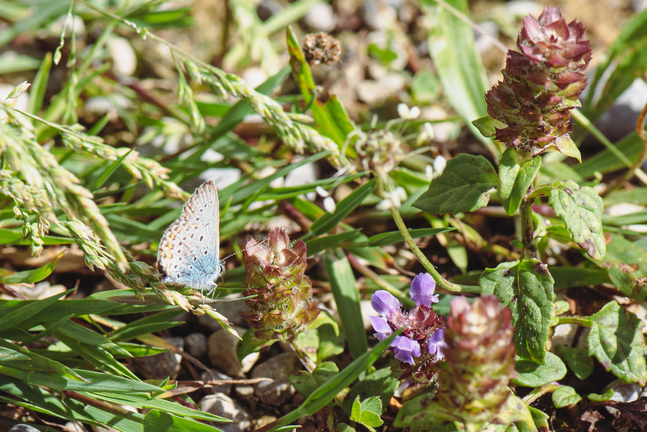 Image of Plebejus idas