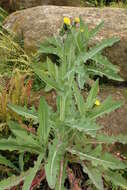 Imagem de Sonchus kirkii B. G. Hamlin