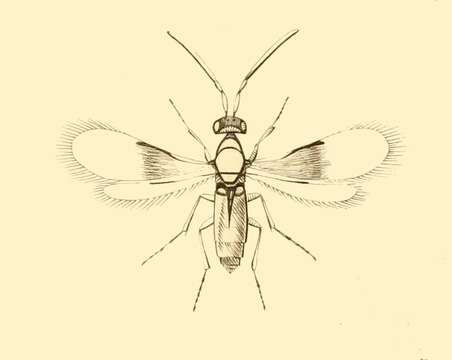 Image of Thysanus