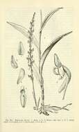 Image of Thurber's Bog Orchid