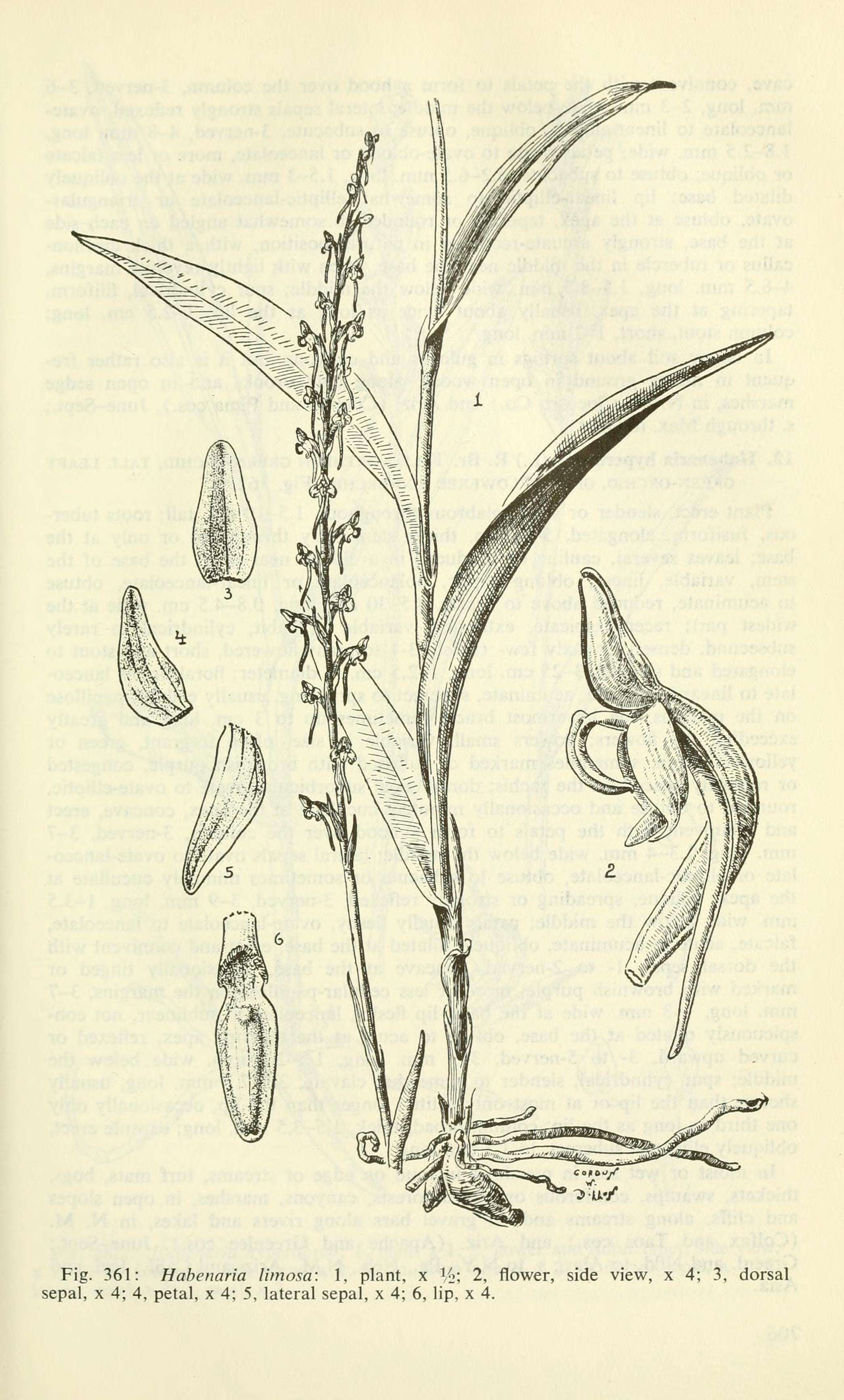 Plancia ëd Coenoemersa limosa (Lindl.) R. González & Lizb. Hern.