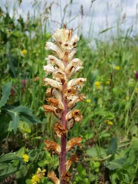 Image of oxtongue broomrape