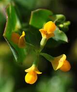 Image of yellow crownvetch