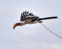 Image of Eastern Yellow-billed Hornbill