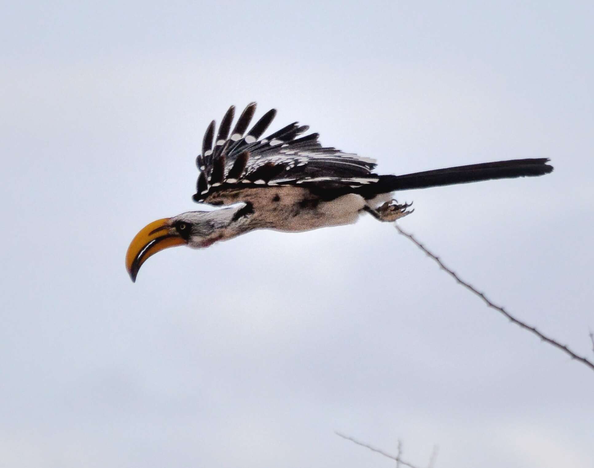 Image of Eastern Yellow-billed Hornbill