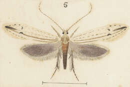 Image of Prothinodes grammocosma (Meyrick 1888)