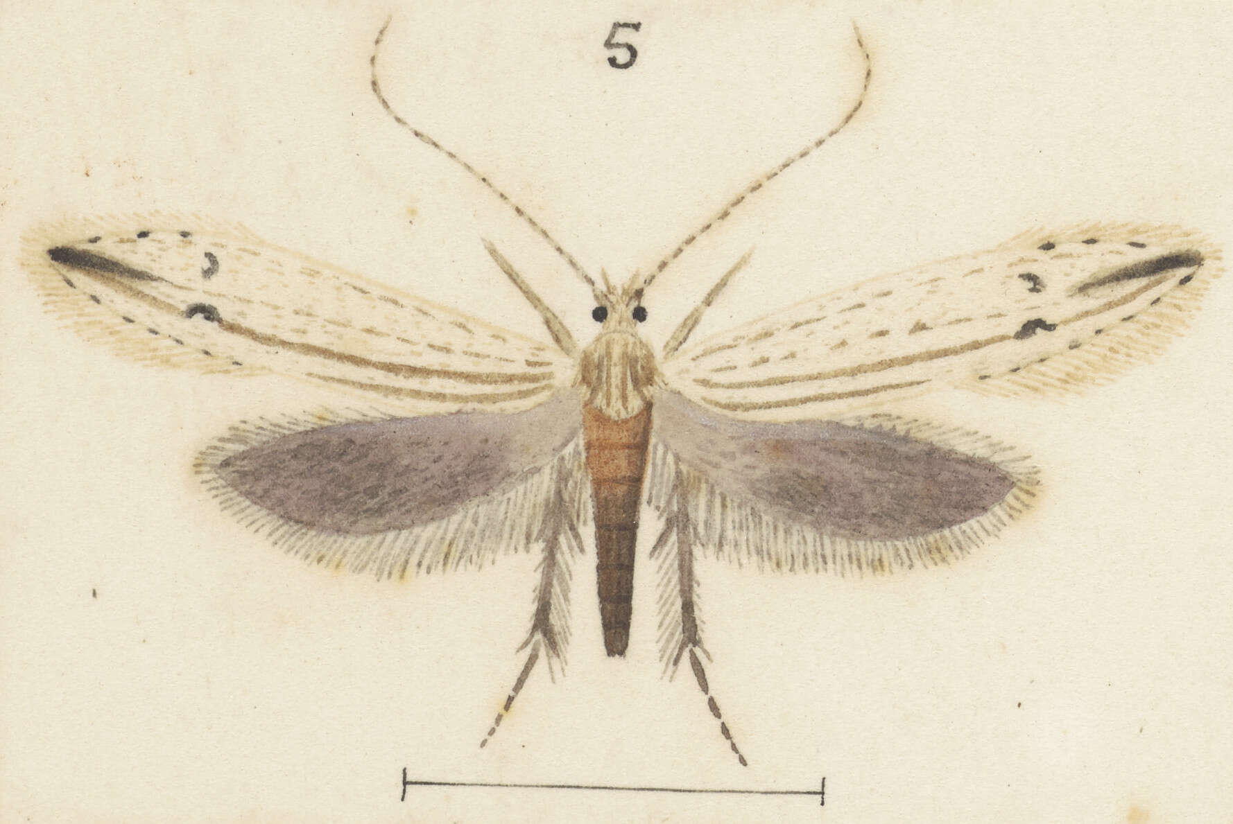 Image of Prothinodes grammocosma (Meyrick 1888)