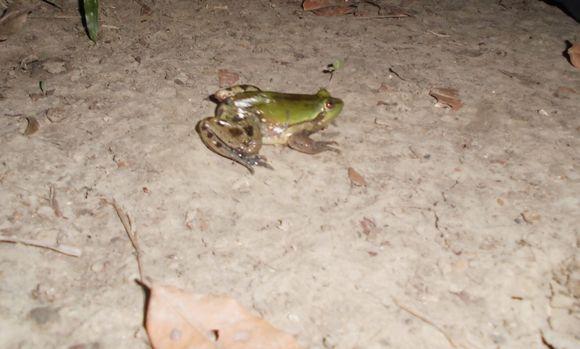 Image of Paradoxical Frog