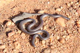 Image of Slender blind snakes