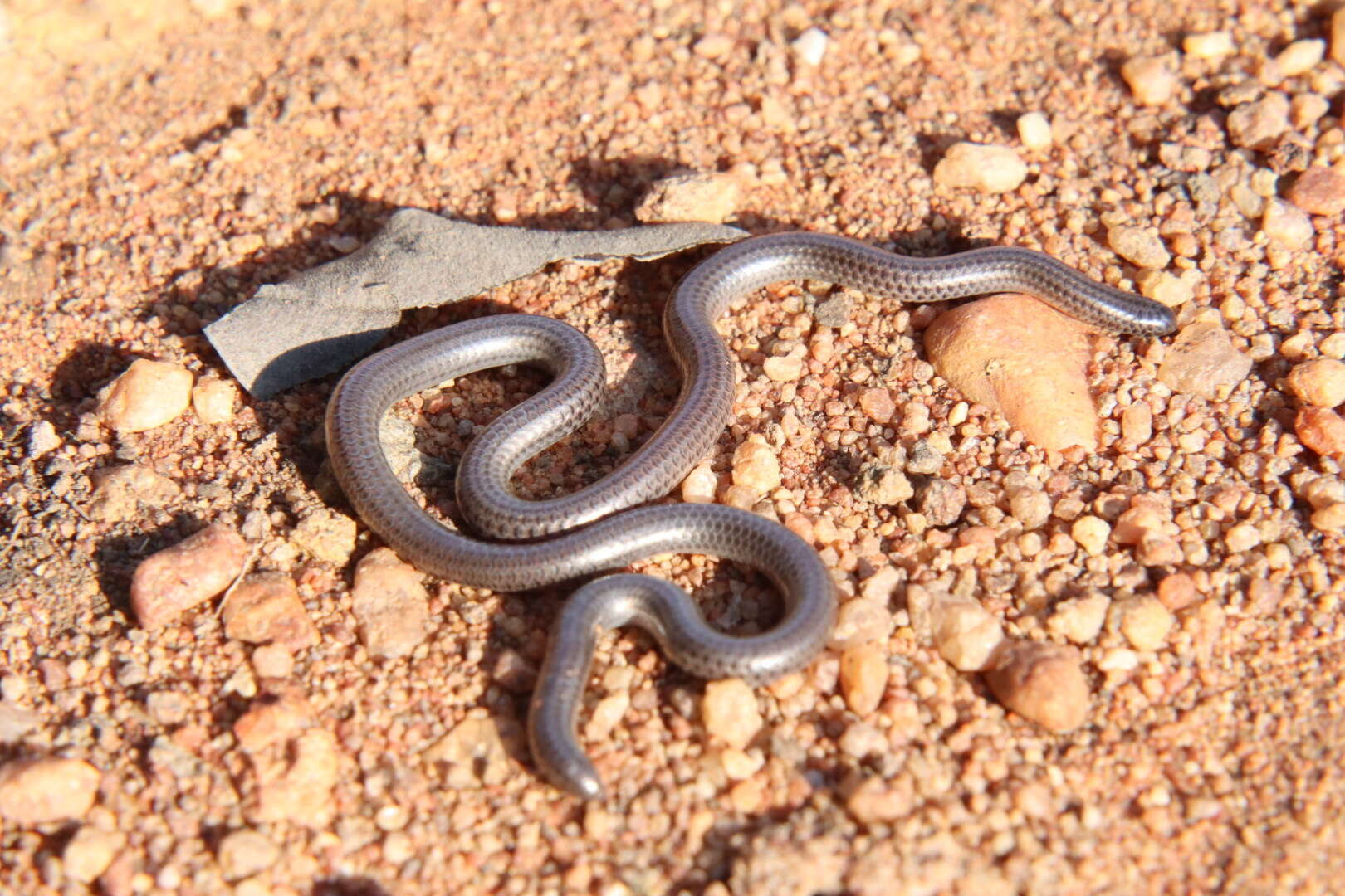 Image of Slender blind snakes