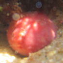 Image of Tethya bergquistae Hooper ex Hooper & Wiedenmayer 1994