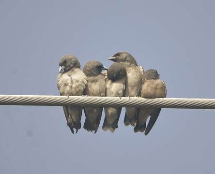 Image of Ashy Wood Swallow