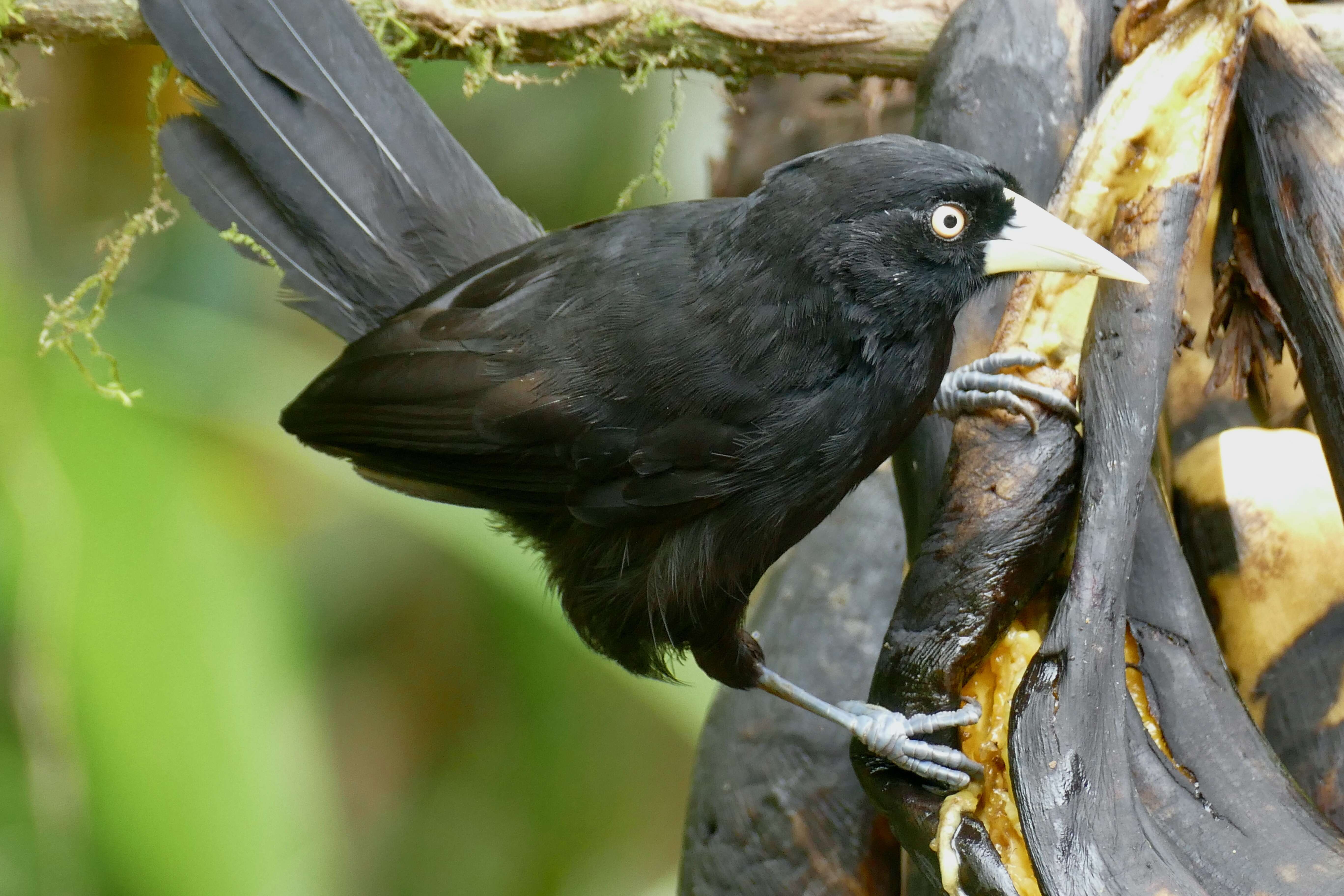 Amblycercus Cabanis 1851 resmi