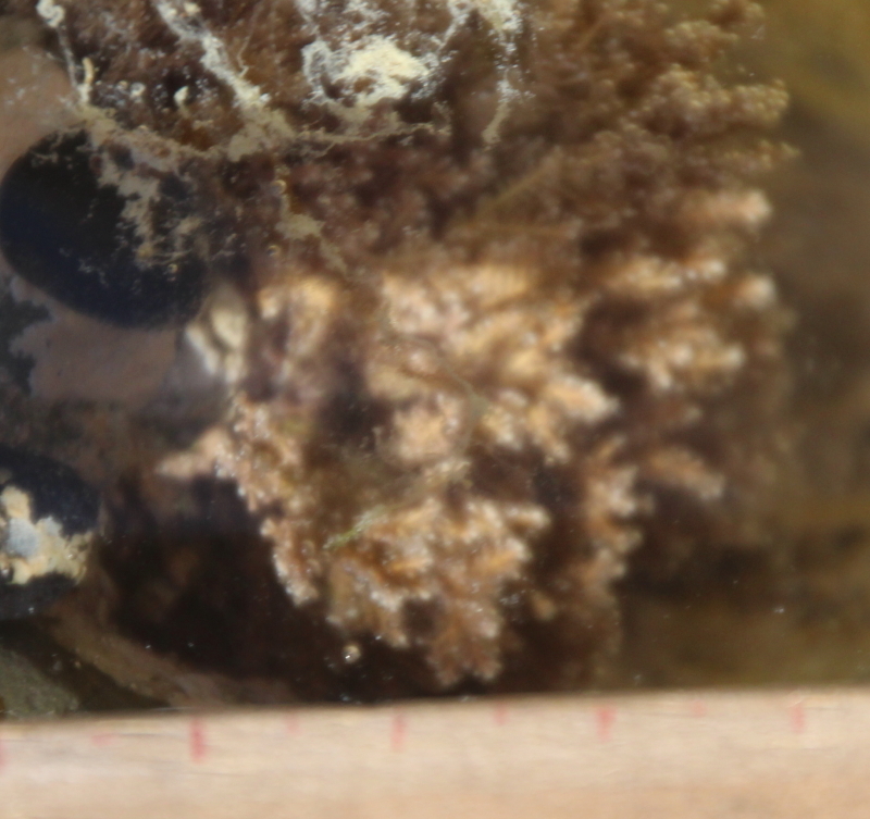 Image of <i>Corallina officinalis</i>
