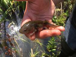 Image of Eastern Tiger Salamander