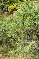 Image of <i>Malus sylvestris</i>
