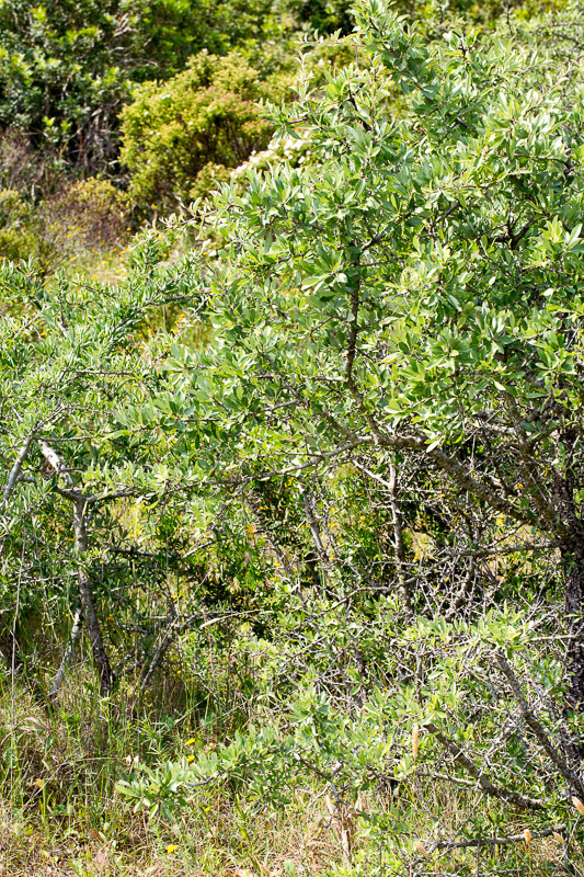 Image of <i>Malus sylvestris</i>