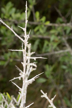 Image of <i>Malus sylvestris</i>