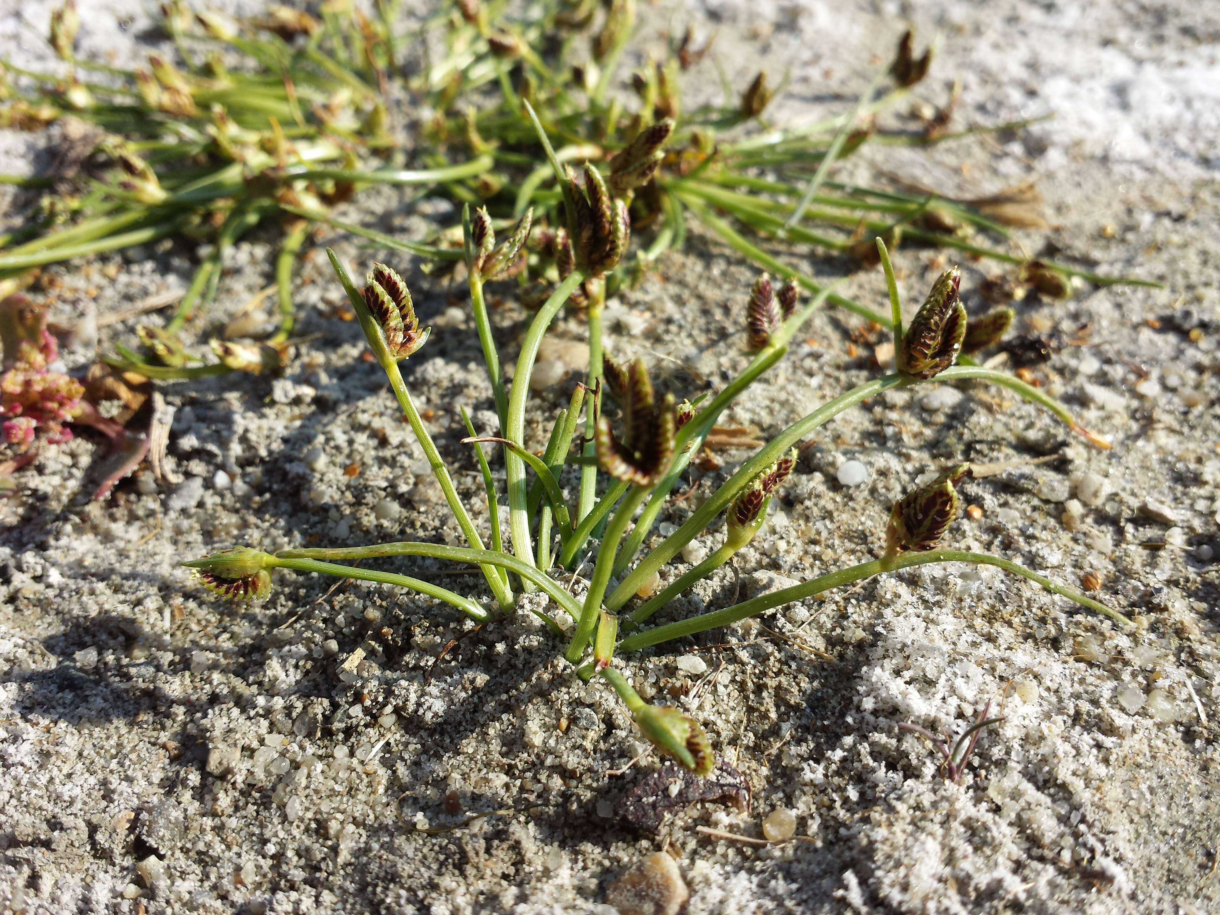 Image of Cyperus pannonicus Jacq.