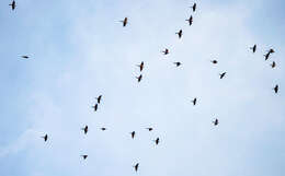 Image of Northern Carmine Bee-eater