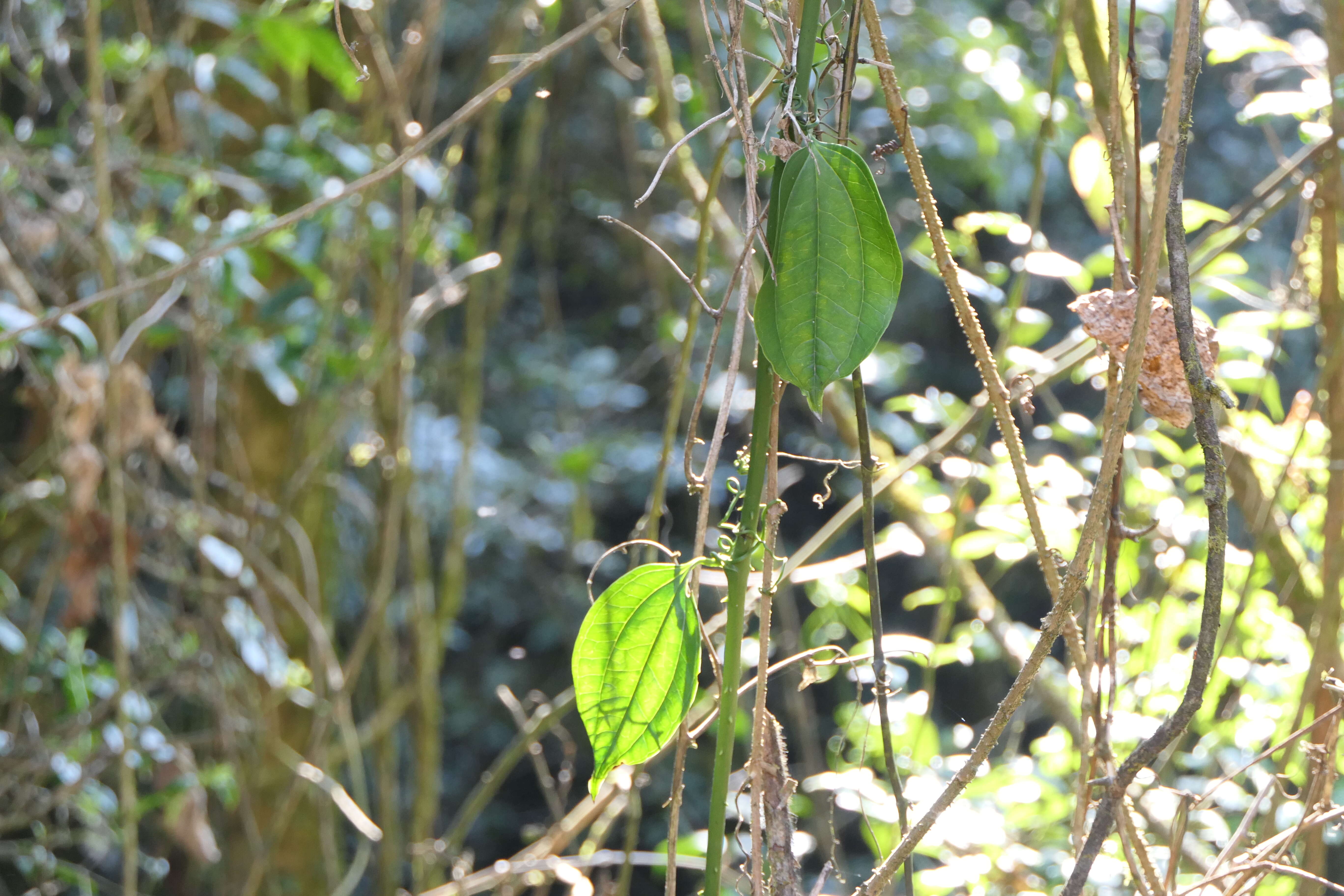 Image of Smilax zeylanica L.