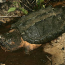 Image of <i>Macrochelys apalachicolae</i>