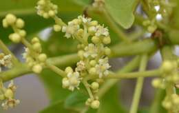 صورة Buchanania cochinchinensis (Lour.) Almeida