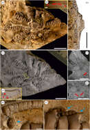 Image of Ausichicrinites