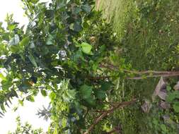 Image of white mulberry