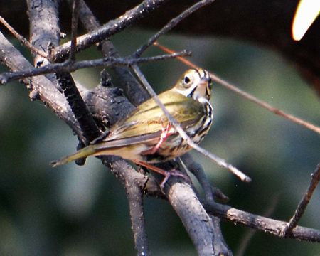 Image of Ovenbird