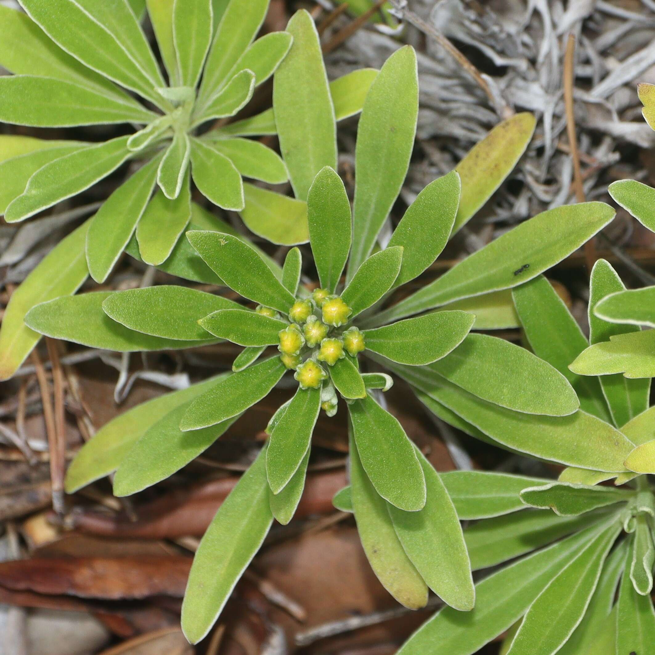 Image of Ajania shiwogiku var. kinokuniensis (Shimot. & Kitam.) R. Govaerts