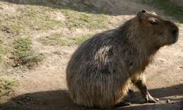 Image of Capybaras