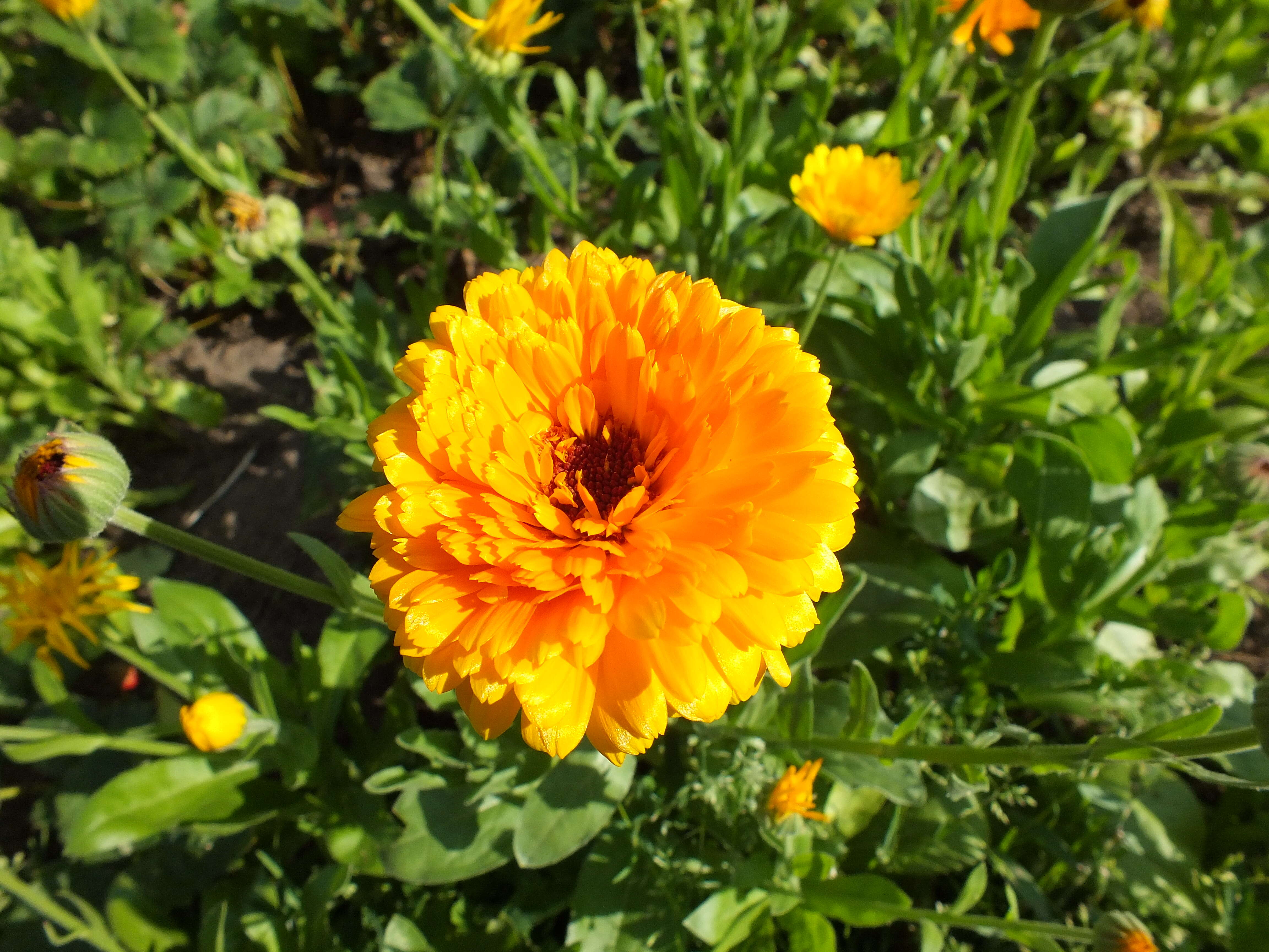 Image of pot marigold