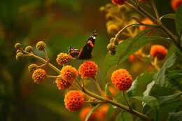 Image of Red Admiral