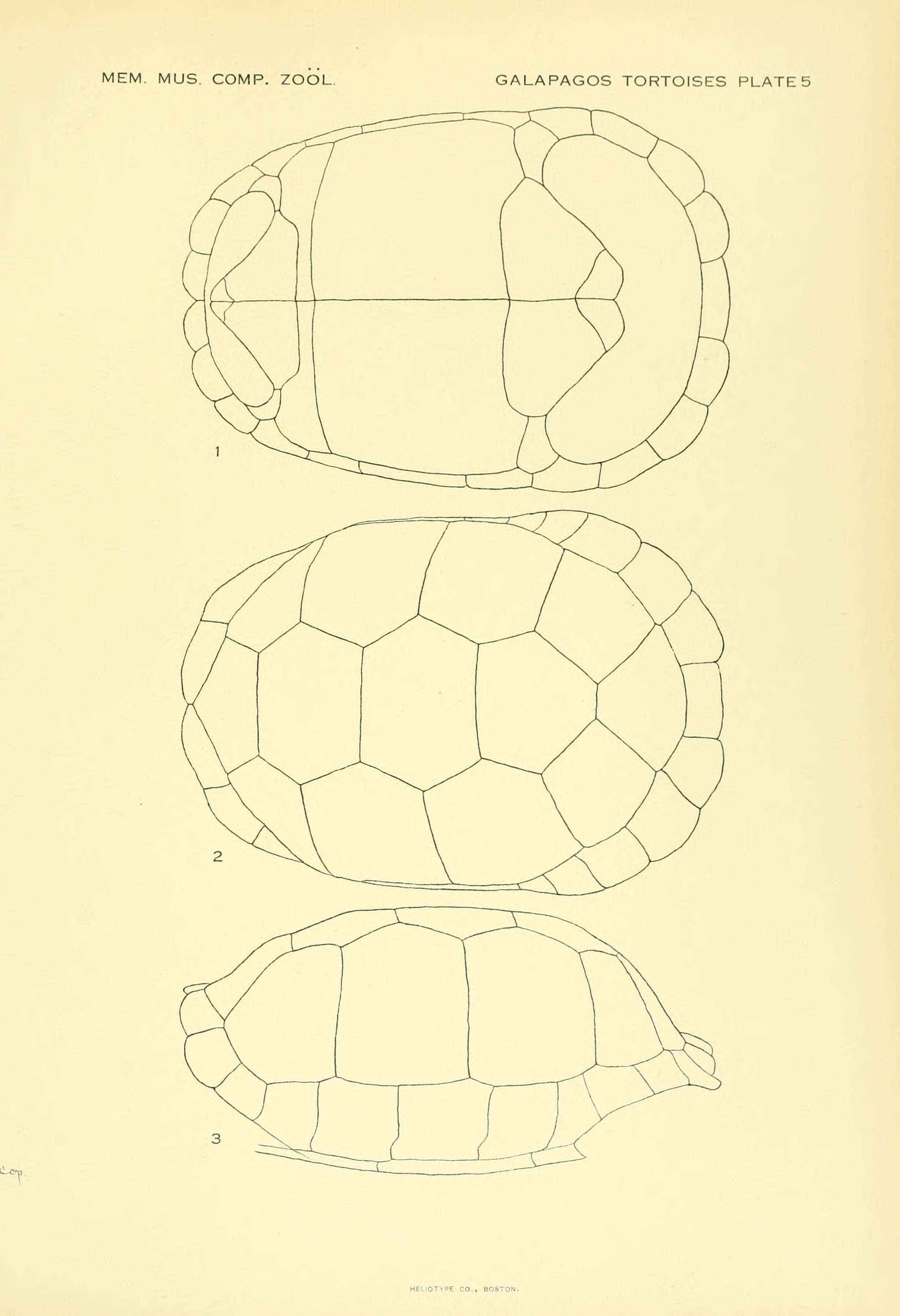 Image of Chelonoidis microphyes (Günther 1875)