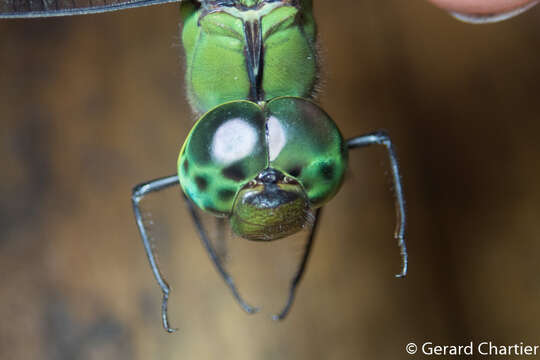 Image of Two-Spined Darners