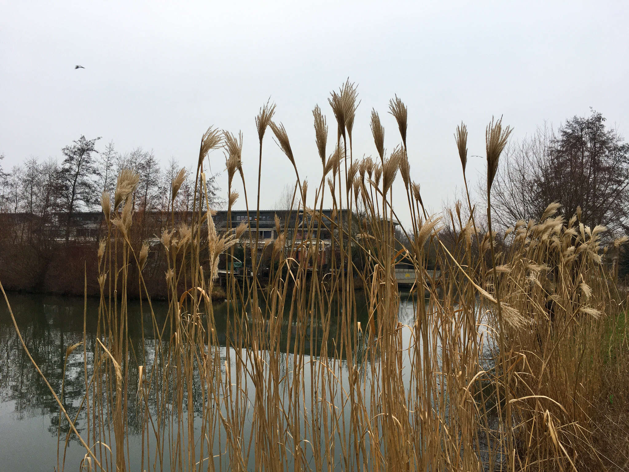 Слика од Miscanthus sacchariflorus (Maxim.) Benth. & Hook. fil. ex Franch.