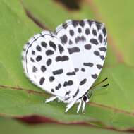 Image of Forest Pierrot