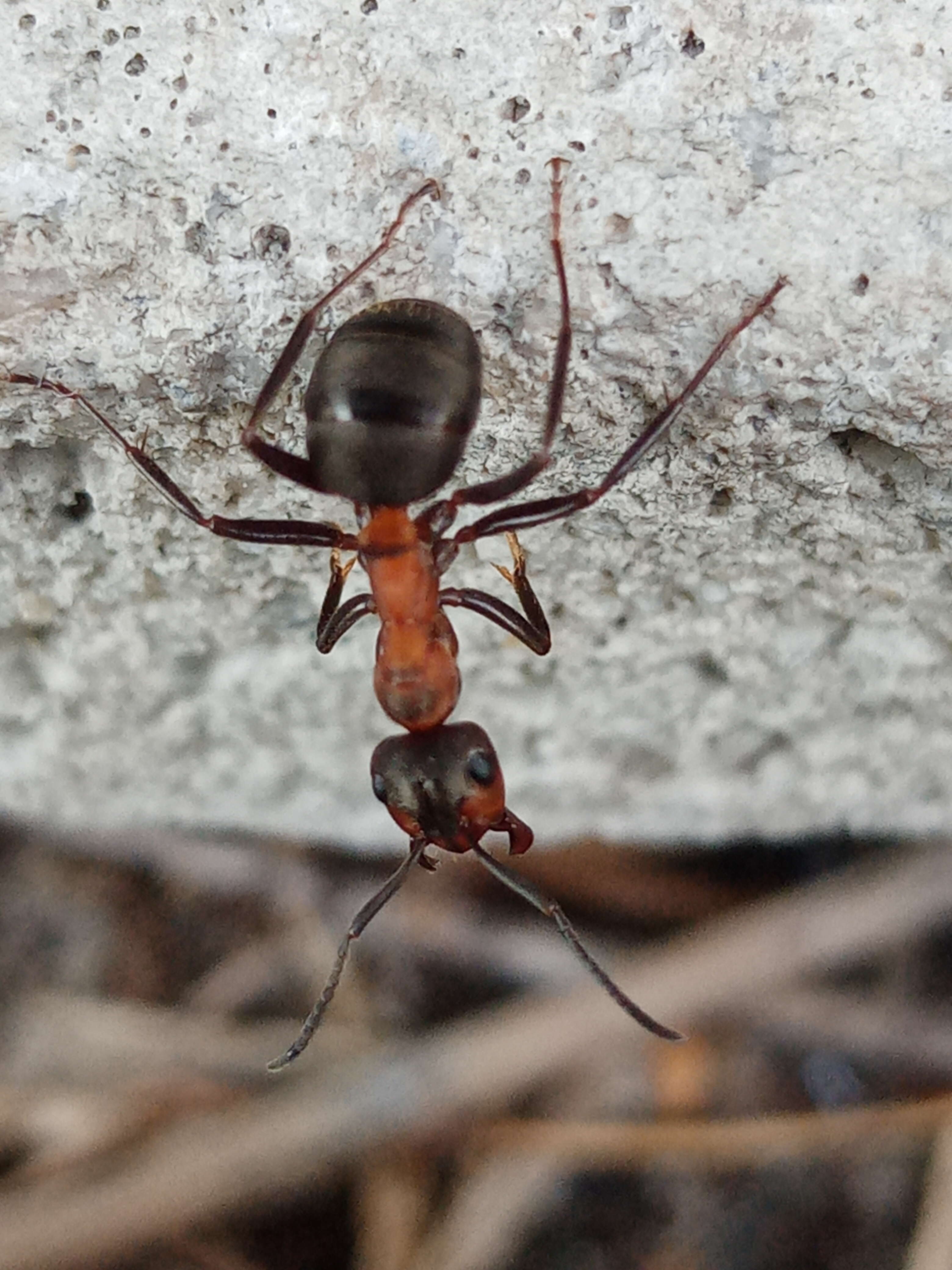 Слика од Formica rufa Linnaeus 1761