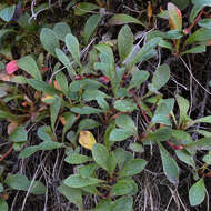 Image of Alpine bearberry