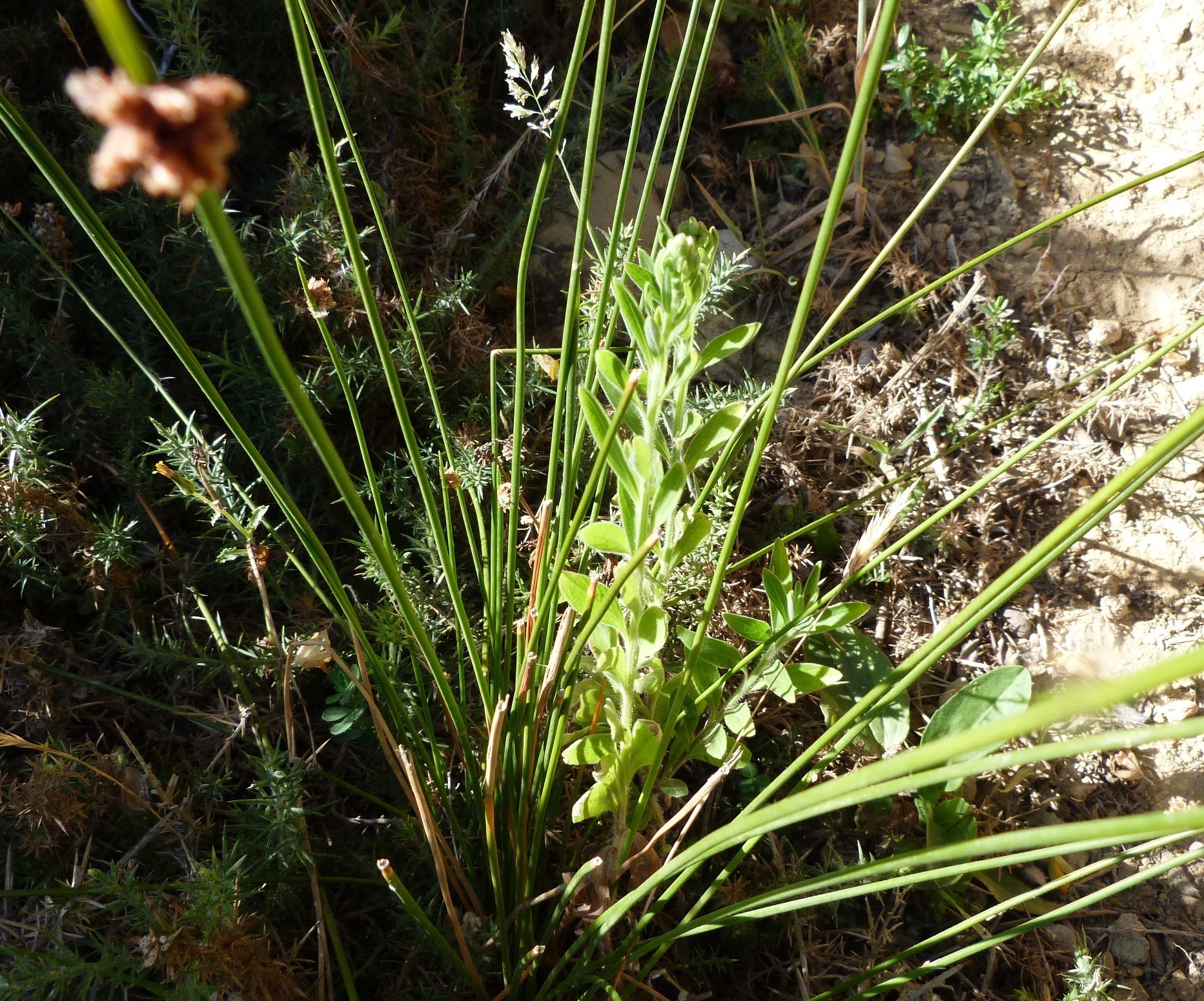 Image of <i>Erigeron sumatrensis</i>