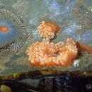 Image of <i>Aplidium benhami</i>