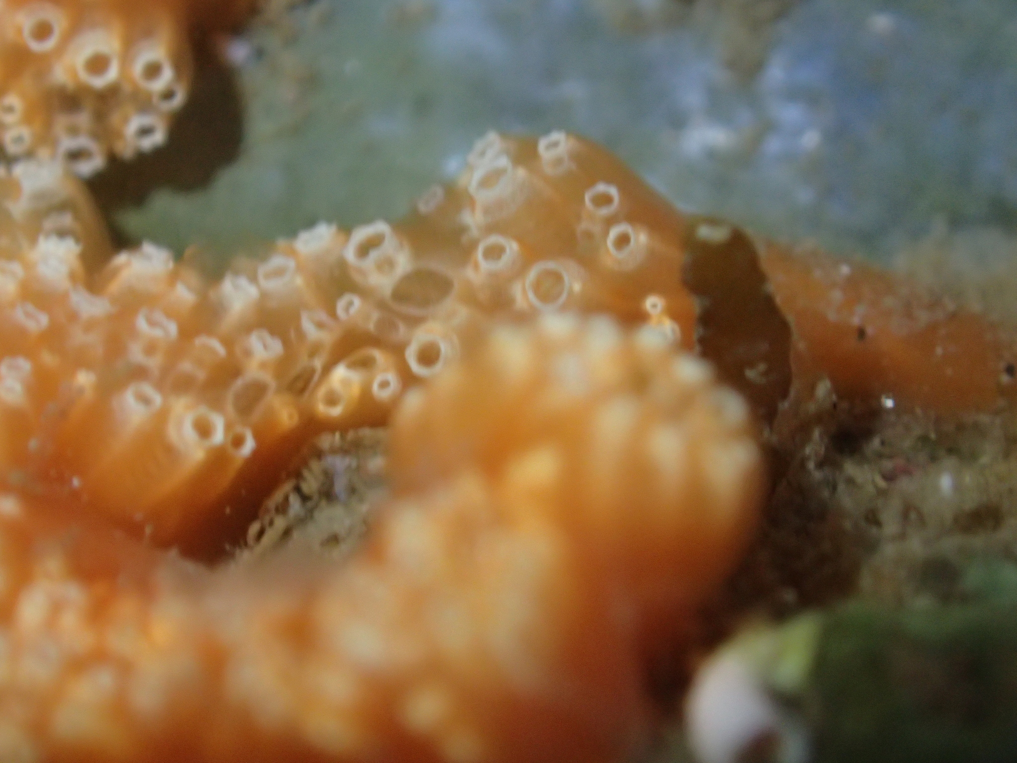 Image of <i>Aplidium benhami</i>