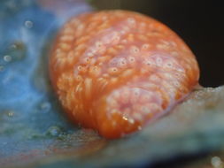 Image of <i>Aplidium benhami</i>