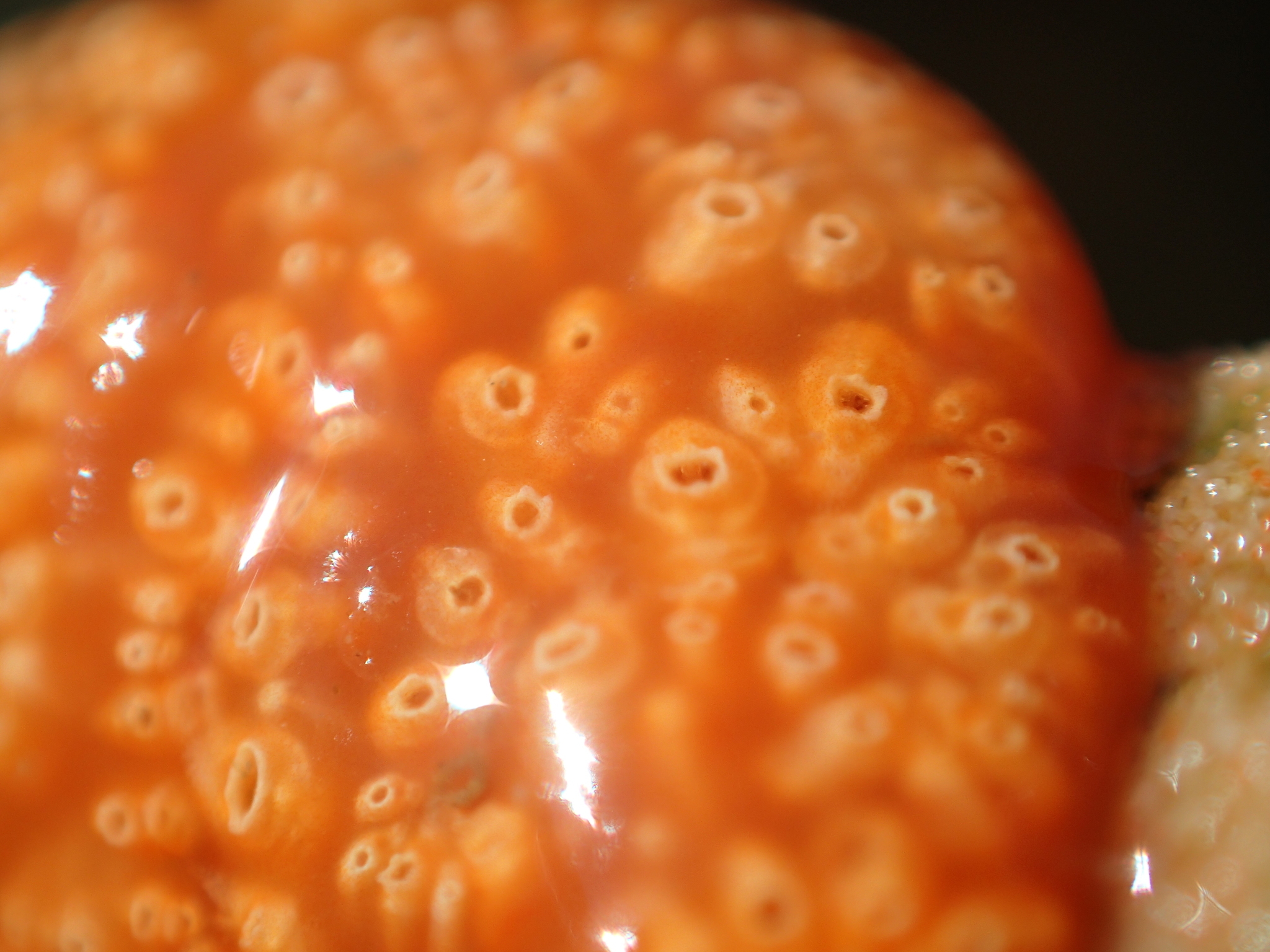 Image of <i>Aplidium benhami</i>