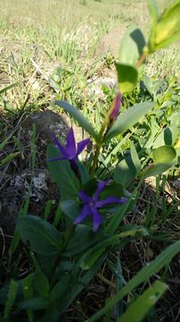 Image of <i>Vinca herbacea</i>